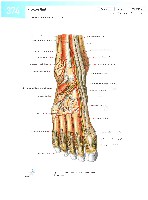 Sobotta  Atlas of Human Anatomy  Trunk, Viscera,Lower Limb Volume2 2006, page 381